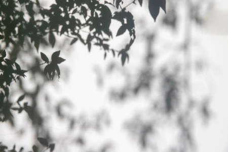 blur shadow of leaf tree on gray wall background. image