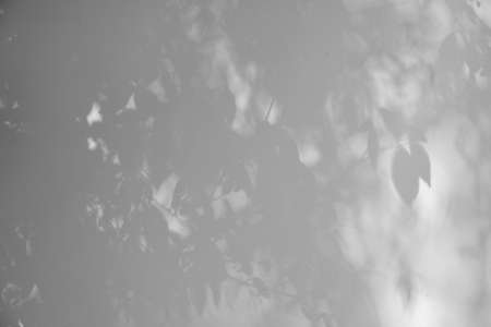 Abstract Leaves Background Natural leaf shadow shadow of trees and sunlight shining on white...