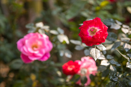 Red Rose on the Branch in the Garden. imageの写真素材