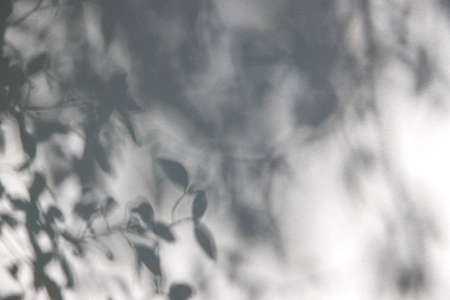 Abstract gray shadow background of natural leaves, branches falling on a white wall surface for...
