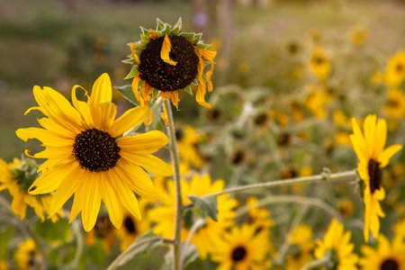 Sunflower field with faded flowers in late summer, autumn field with dry damaged sunflower flowers....
