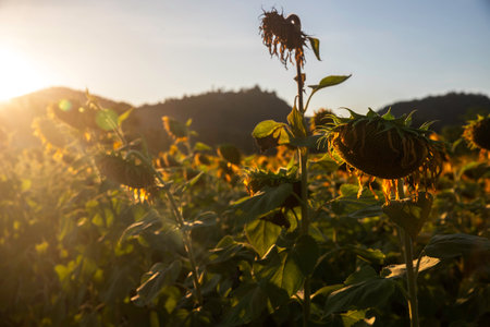 Sunflower field real and ready. Withered sunflowers on the field in autumn.. imageの写真素材