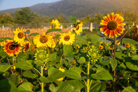 Yellow sunflowers field under beautiful summer sunset skyの写真素材