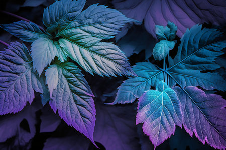 Abstract background of purple leaves. Colorful leaves of the plant.の写真素材