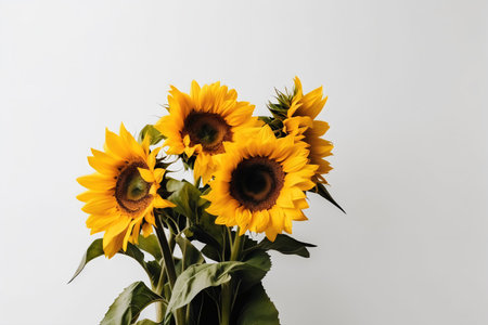 Sunflowers in a vase on a white background with space for textの写真素材