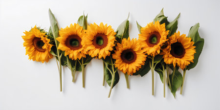 top view of orange sunflowers arranged in row on white backgroundの写真素材