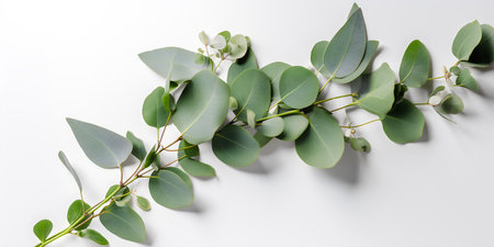 Eucalyptus branches with green leaves on a white backgroundの写真素材