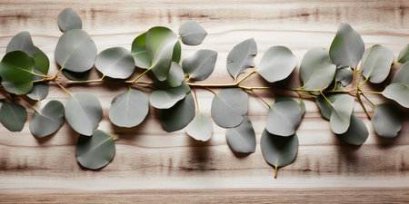 Eucalyptus leaves on wooden background. Flat lay.の写真素材