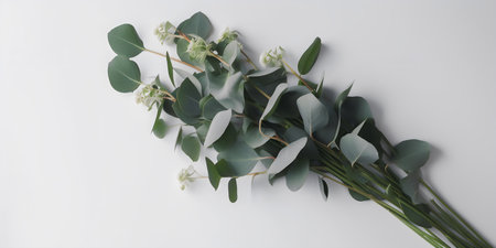 Eucalyptus bouquet on white background. Flat lay, top view.の写真素材