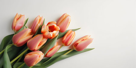 Bouquet of pink tulips on a white background with copy spaceの写真素材
