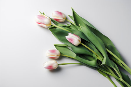 Bouquet of white and pink tulips on a white backgroundの写真素材
