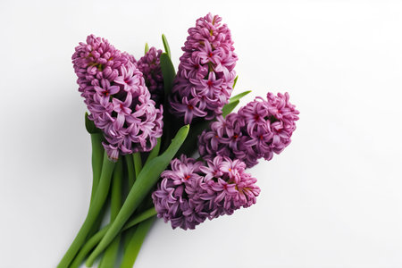 Bouquet of beautiful hyacinth flowers on white background, top viewの写真素材