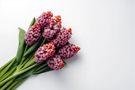 Bouquet of pink hyacinths on a white backgroundの写真素材