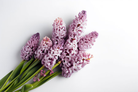 Bouquet of pink hyacinths on a white backgroundの写真素材