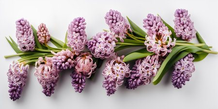 Beautiful spring hyacinth flowers on white background, top viewの写真素材