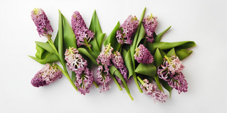 Beautiful purple hyacinth flowers on white background, top viewの写真素材