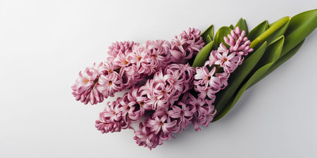Pink hyacinth flowers on white background. Flat lay, top viewの写真素材