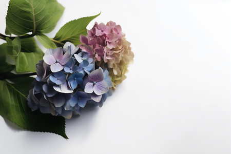 Hydrangea flowers on white background, copy space for text.の写真素材