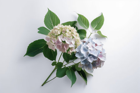 Hydrangea flowers on white background. Flat lay, top viewの写真素材