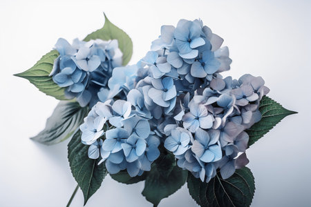 blue hydrangea flowers on a white background. tintingの写真素材