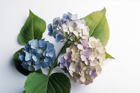 Beautiful hydrangea flowers on white background, closeupの写真素材
