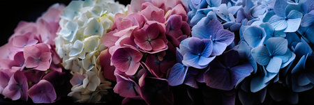 Colorful hydrangea flowers as background, close-upの写真素材