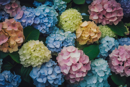 Colorful hydrangea flowers background. Hydrangea macrophylla.の写真素材