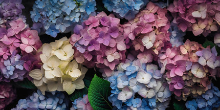 Colorful hydrangea flowers as a background, top viewの写真素材