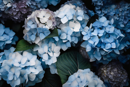 Beautiful blue hydrangea flowers in the garden, stock photoの写真素材