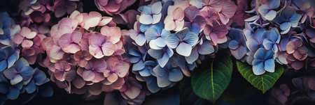 Colorful hydrangea flowers as background, closeup viewの写真素材