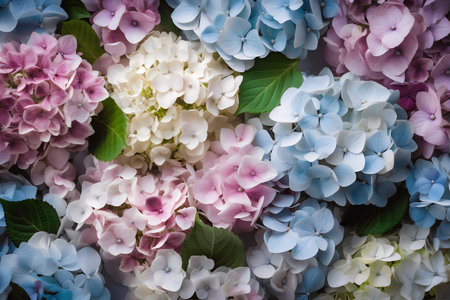 Colorful hydrangea flowers background, Hydrangea macrophyllaの写真素材