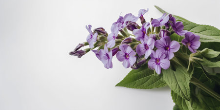Bouquet of purple flowers with green leaves on white background.の写真素材