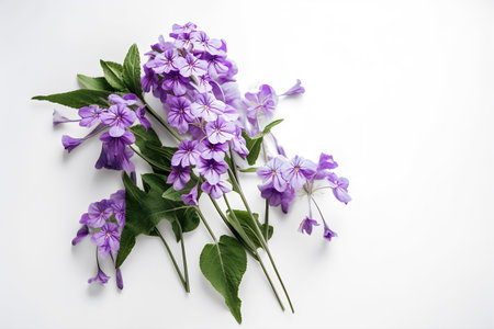 purple flowers on a white background, top view, flat layの写真素材