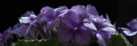 Beautiful purple flowers on a black background. Selective focus.の写真素材