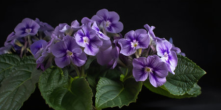 Violet flowers on a black background. Studio photography. Close up.の写真素材