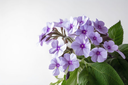 Purple flowers on a white background. Copy space for text.の写真素材