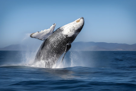 Humpback whale splashing in the blue waters of the Pacific Ocean.の写真素材