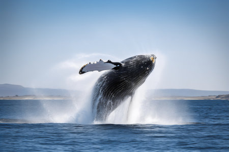 Humpback whale splashing out of the water, Iceland.の写真素材