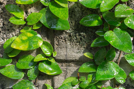 Coatbuttons or Mexican daisy cover on wall
