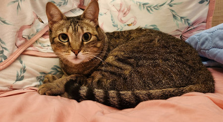 Tabby cat lying on the bed and looking at the camera.の写真素材