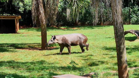Tapir walking in the park. Wildlife scene from tropical nature.の写真素材