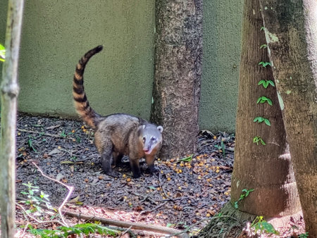 Coati exploring at the Iguazu National Park, Brazilの写真素材