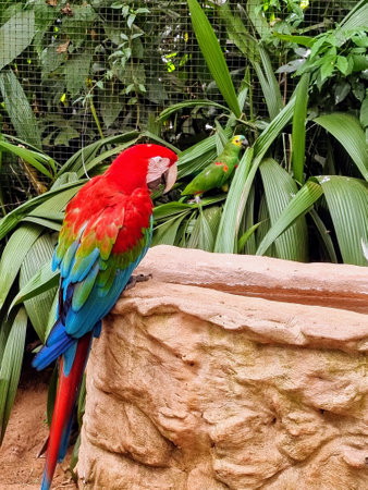 A red macaw and a parrot resting together at the bird park Parque das Aves, in Foz do Iguazu, Brazilの写真素材