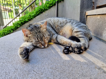Tabby cat sleeping outside in the shade on a sunny dayの写真素材