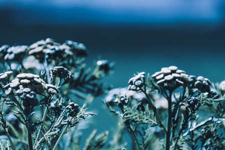 Ice covered flower in country on blur bloue backgroundの写真素材