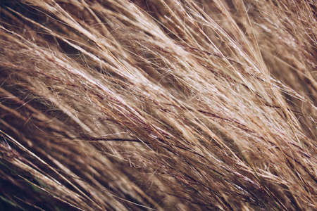 Wild herbs in close-up in nature in summer. Backgroundの写真素材