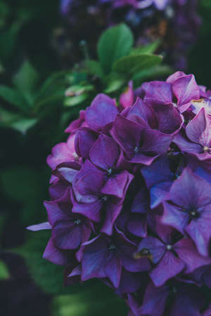 Blue and purple hidrangea in garden in summer