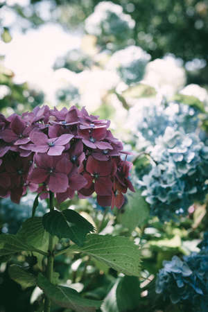 Blue and pink hidrangea in garden in summerの写真素材