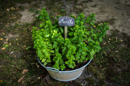 Mint foot planted in old basin with labelの写真素材