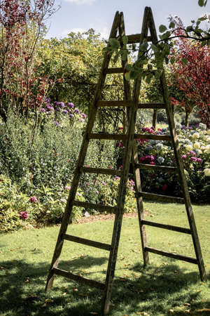 Old wooden ladder in the garden in summerの写真素材